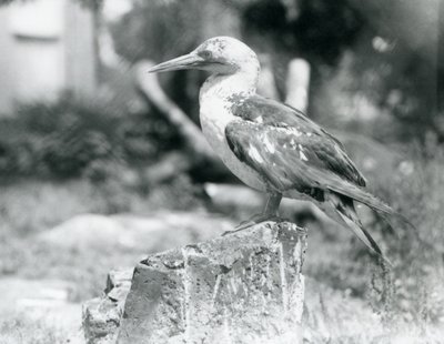Un giovane sula in piedi su un ceppo d