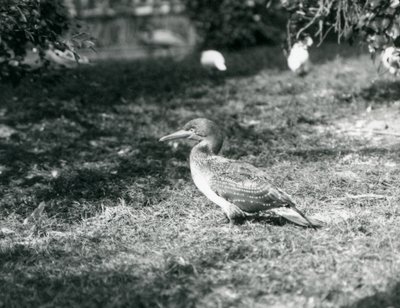 Un giovane sula in piedi sull