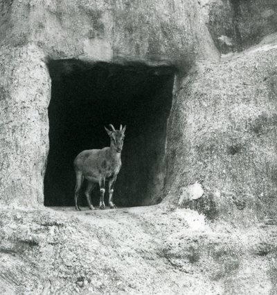 Un giovane stambecco greco in piedi all