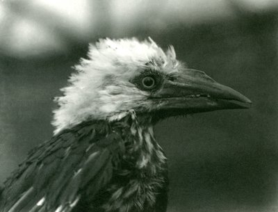 Un giovane bucero allo Zoo di Londra nel 1924 da Frederick William Bond