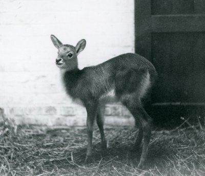Un giovane Lechwe in piedi sul fieno, Zoo di Londra, gennaio 1926 da Frederick William Bond