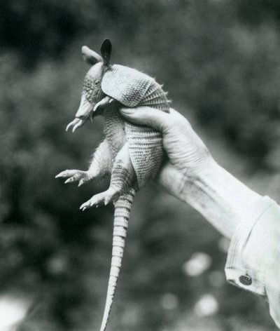 Un giovane armadillo a nove fasce tenuto in mano da un custode, Zoo di Londra, agosto 1926 da Frederick William Bond