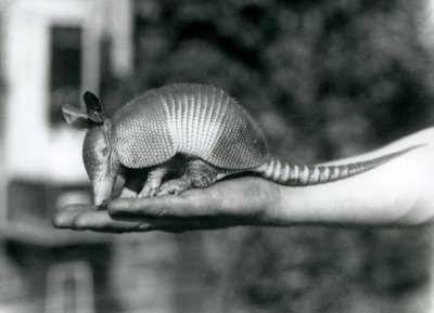Un giovane Armadillo a nove fasce che riposa sul palmo aperto di un custode, Zoo di Londra, agosto 1926 da Frederick William Bond