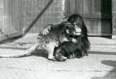Un giovane orangutan abbraccia un canguro arboricolo allo Zoo di Londra nel 1927 da Frederick William Bond