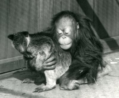 Un giovane orangutan abbraccia un canguro arboricolo allo Zoo di Londra, 1927 da Frederick William Bond