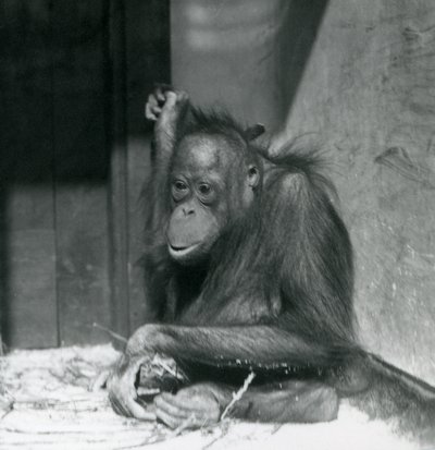 Un giovane orangutan seduto nel suo recinto allo Zoo di Londra, ottobre 1925 da Frederick William Bond