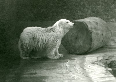 Un giovane orso polare allo Zoo di Londra nel novembre 1924 da Frederick William Bond