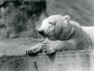 Un giovane orso polare che riposa su una sporgenza di cemento allo Zoo di Londra nel 1927 da Frederick William Bond