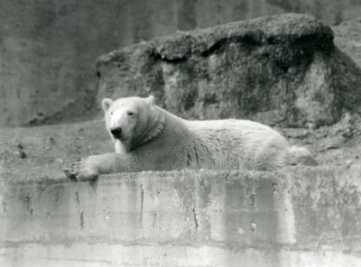 Un giovane orso polare che riposa su una sporgenza rocciosa nel suo recinto allo Zoo di Londra nel 1927 da Frederick William Bond