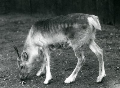 Un giovane renna allo Zoo di Londra, 1925 da Frederick William Bond