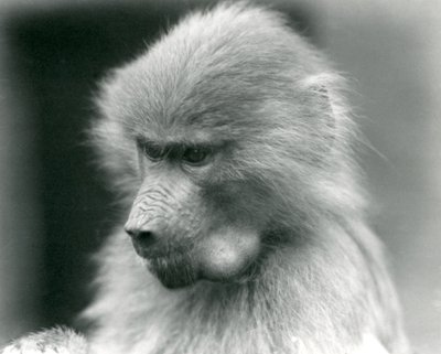 Un giovane babbuino sacro con la guancia piena, Zoo di Londra, 1925 da Frederick William Bond