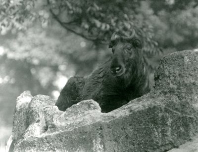 Un giovane takin, noto anche come camoscio di bestiame o capra gnu, che riposa su una roccia, Zoo di Londra, giugno 1924 da Frederick William Bond