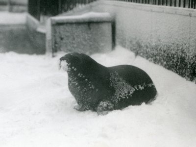 Un giovane tricheco nella neve, Zoo di Londra, febbraio 1924 da Frederick William Bond