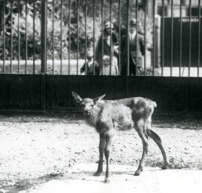 Un giovane wapiti nel suo recinto, con visitatori che guardano attraverso le sbarre, zoo di Londra, agosto 1927 da Frederick William Bond