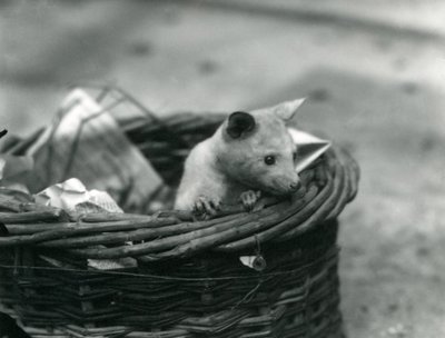 Un giovane opossum albino che sbircia fuori da un cestino allo zoo di Londra, ottobre 1920 da Frederick William Bond