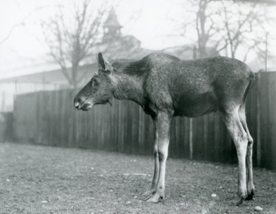 Un giovane alce maschio, con ferite di corna recentemente cadute, nel suo recinto allo Zoo di Londra da Frederick William Bond
