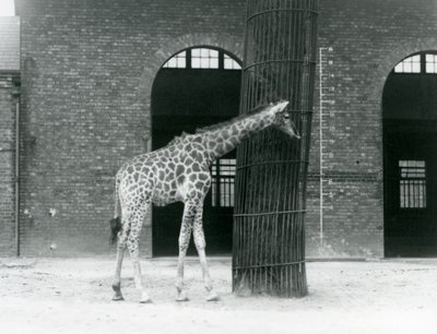 Una giovane giraffa femmina in piedi davanti a un albero, nel recinto fuori dalla Casa delle Giraffe, Zoo di Londra da Frederick William Bond