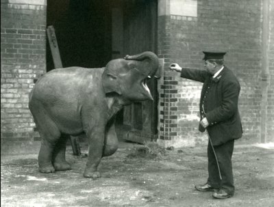 Una giovane elefante indiana con il guardiano H. Robertson, Zoo di Londra, 22 febbraio 1922 da Frederick William Bond