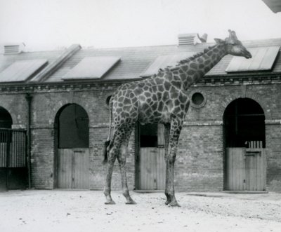 Un giovane maschio di giraffa nel suo recinto davanti alla Casa delle Giraffe, Zoo di Londra da Frederick William Bond
