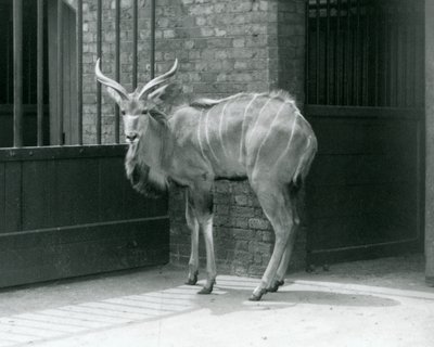 Un giovane maschio di Kudu maggiore nel suo recinto allo Zoo di Londra nel 1929 (foto in b/n) da Frederick William Bond