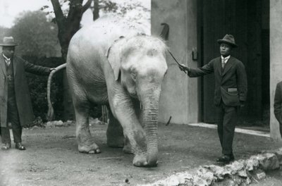 Elefante birmano albino Pawah con assistenti tra cui Dr. Saw Po Min, Zoo di Londra, maggio 1926 da Frederick William Bond