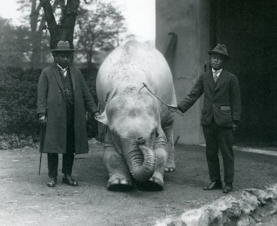 Elefante bianco albino Pawah con Dr. Saw Po Min e figlio, Zoo di Londra, maggio 1926 da Frederick William Bond