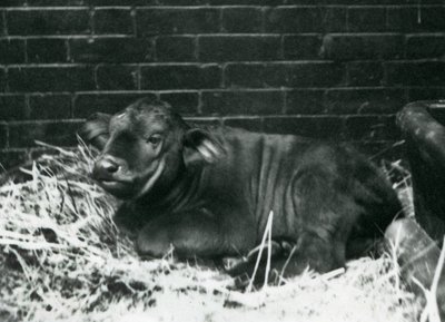 Un vitello di bufalo del Capo africano, nato nella menagerie l