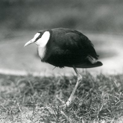 Un jacana africano che sta sull