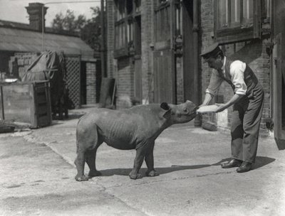 Un rinoceronte africano, Kathlene, e il custode Harry Warryck allo ZSL London Zoo, settembre 1928 da Frederick William Bond