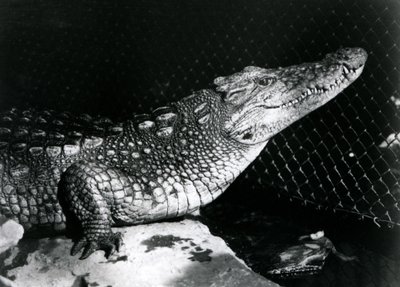 Un alligatore americano allo Zoo di Londra nel settembre 1924 da Frederick William Bond