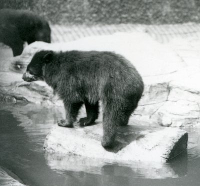 Un orso dagli occhiali andino che si bilancia su un tronco in una pozza d