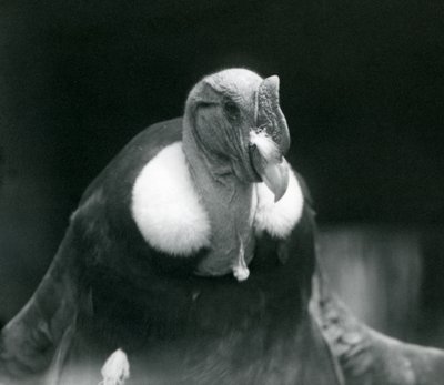 Un Condor delle Ande allo Zoo di Londra nel 1926 da Frederick William Bond