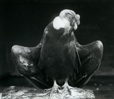 Un condor delle Ande che riposa su un tronco, Zoo di Londra, 1925 da Frederick William Bond