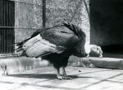 Un avvoltoio andino in piedi sul pavimento del suo recinto allo zoo di Londra nel luglio 1925 da Frederick William Bond
