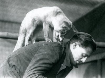 Una volpe rossa araba guarda oltre la spalla del guardiano F. Shelley, mentre è in piedi sulla sua schiena, Zoo di Londra, 1925 da Frederick William Bond
