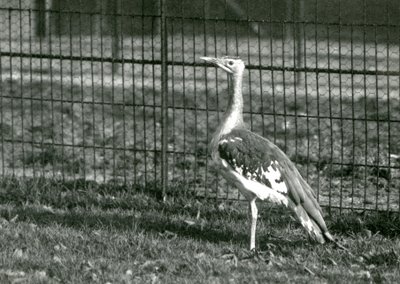 Un bustard arabo nel suo recinto allo Zoo di Londra, 1924 da Frederick William Bond