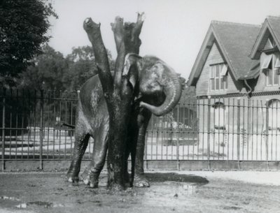 Un Elefante Asiatico che si gratta dietro l