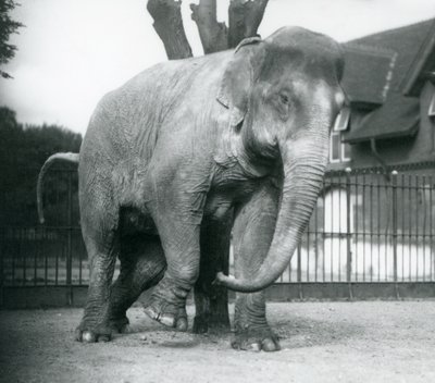 Un elefante asiatico che si gratta contro un albero morto, zoo di Londra da Frederick William Bond