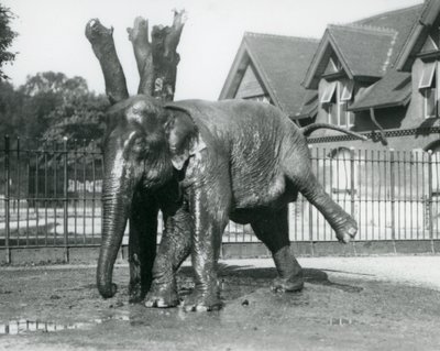Un elefante asiatico che si gratta contro un albero morto, mentre si bilancia su tre gambe, zoo di Londra da Frederick William Bond