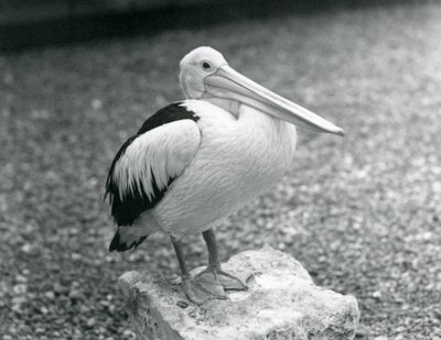 Un pellicano australiano in piedi su una pietra allo Zoo di Londra nel 1929 (foto in bianco e nero) da Frederick William Bond