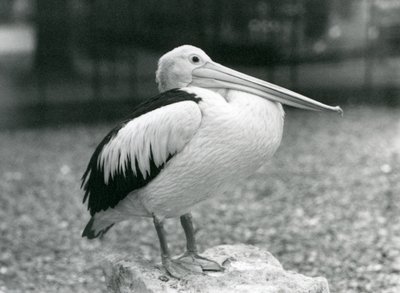 Un pellicano australiano in piedi su una pietra allo Zoo di Londra nel 1929 (foto in bianco e nero) da Frederick William Bond