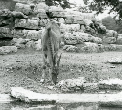 Un eland che pascola nel recinto degli antilopi allo Zoo di Londra nel 1929 da Frederick William Bond