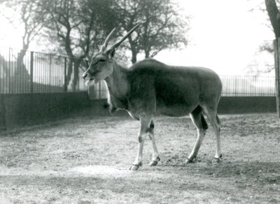 Un eland nel suo recinto al London Zoo, giugno 1925 da Frederick William Bond