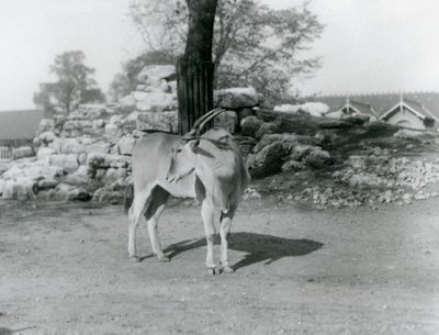 Un eland nel suo recinto allo Zoo di Londra nel 1929 da Frederick William Bond