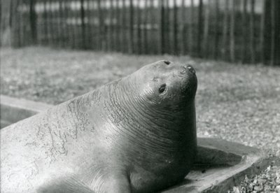 Un elefante marino che riposa nella sua piscina allo zoo di Londra nel 1930 da Frederick William Bond