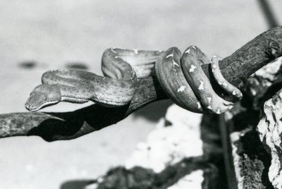 Un boa smeraldo con il corpo avvolto lungo un ramo, Zoo di Londra, ottobre 1928 da Frederick William Bond