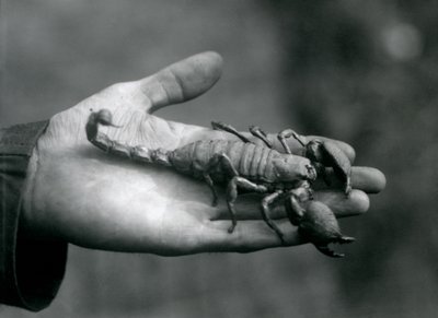 Uno scorpione imperatore tenuto nel palmo della mano di un custode, Zoo di Londra, ottobre 1925 da Frederick William Bond