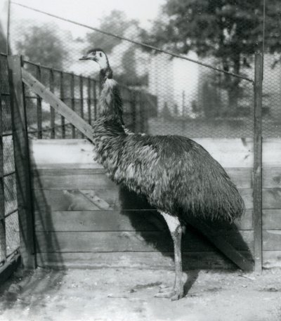 Un emù allo zoo di Londra nel settembre 1927 da Frederick William Bond