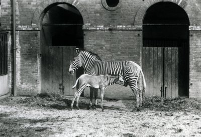 Una zebra imperiale di Grevy in pericolo, in piedi mentre allatta il suo puledro di 4 giorni, nel loro recinto allo Zoo di Londra nell