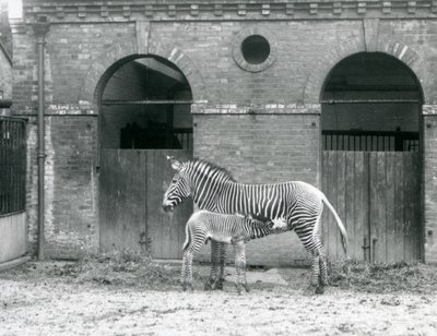 Una zebra di Grevy in via di estinzione che allatta il suo puledro nel loro recinto allo Zoo di Londra nel 1927 da Frederick William Bond